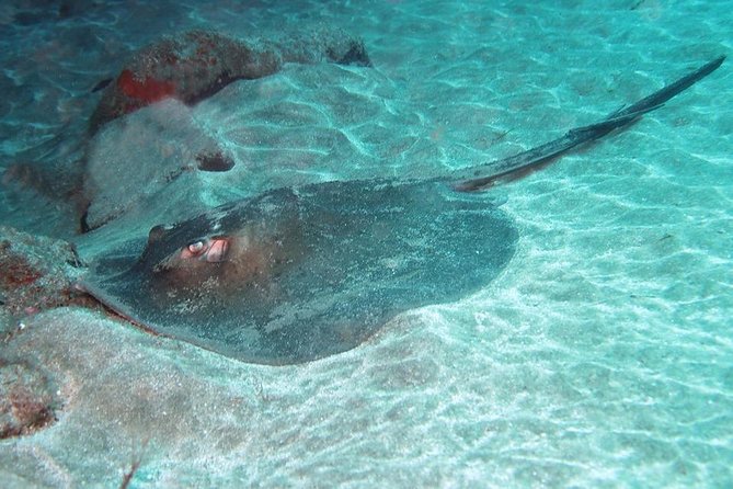 2 Dive Package for Qualified Divers in Gran Canaria - Key highlights I’d center in your decision