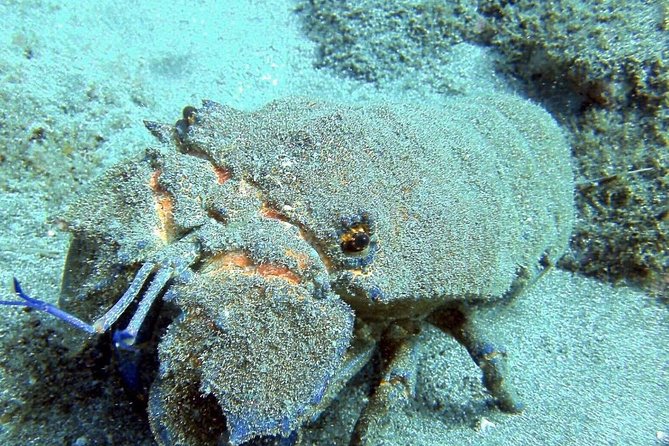 2 Dive Package for Qualified Divers in Gran Canaria - 5 hours on the schedule: what the day typically looks like