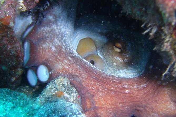 2 Dive Package for Qualified Divers in Gran Canaria - Choosing the underwater sites: rock formations and real marine life