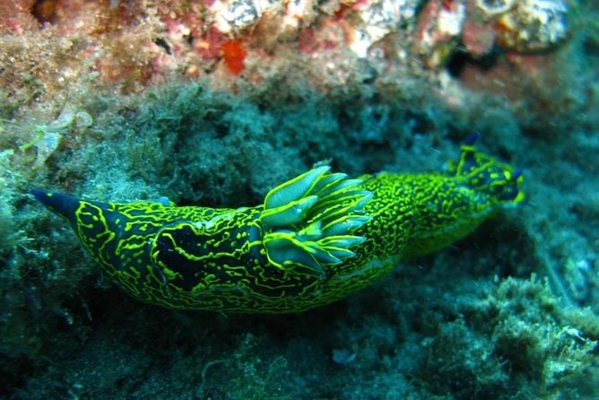 2 Dive Package for Qualified Divers in Gran Canaria - Price and value: what you actually get for $108.61