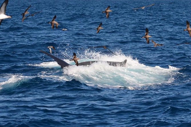 2-Hour Dolphin and Whale Watching in Gran Canaria - Getting a Great View: Where to Stand or Sit