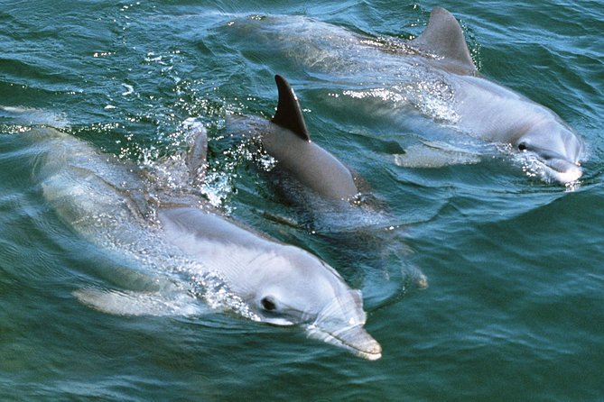 2-Hour Dolphin and Whale Watching in Gran Canaria - Seeing Dolphins vs. Whales: Managing Expectations Without Killing the Fun