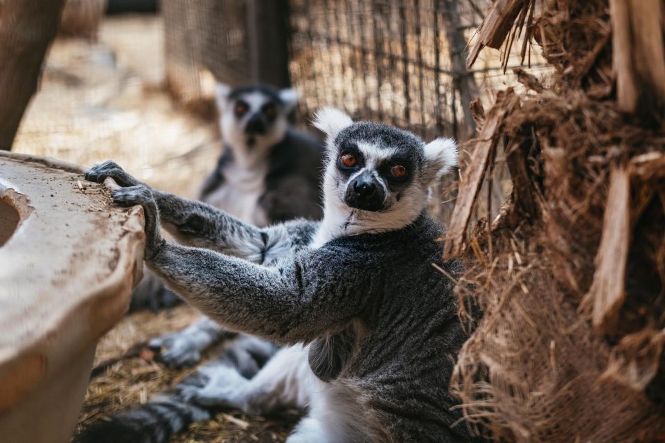Agüimes: Cocodrilo Park Zoo Entry Ticket - Who should book Cocodrilo Park?