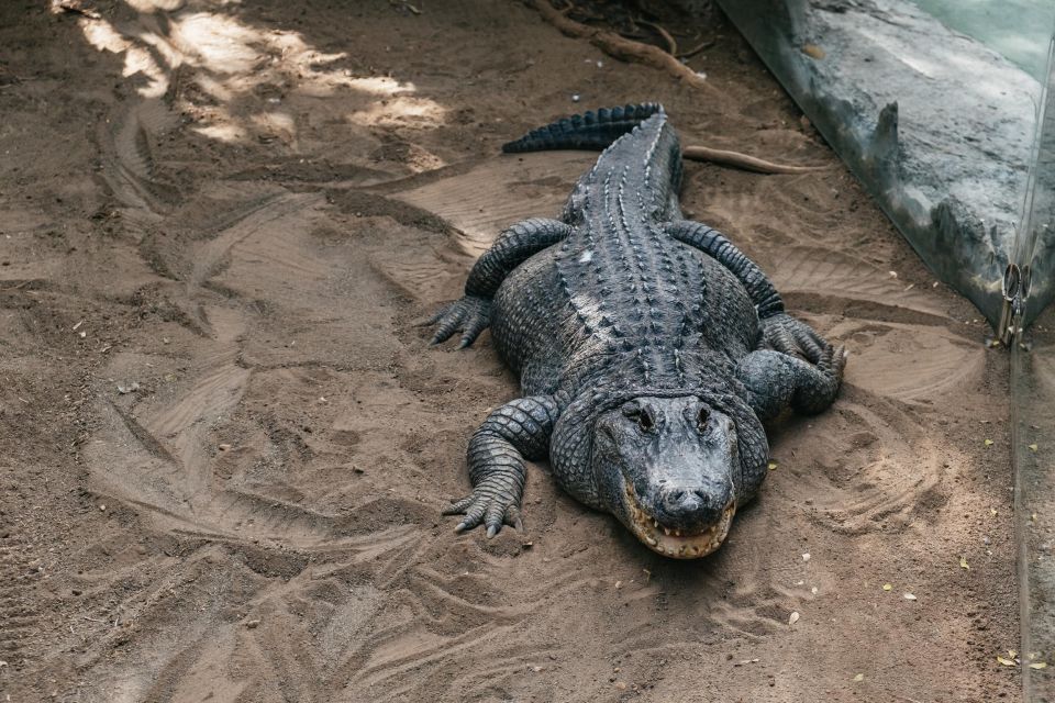 Agüimes: Cocodrilo Park Zoo Entry Ticket - Cocodrilo Park: a rescue zoo built around crocs and care
