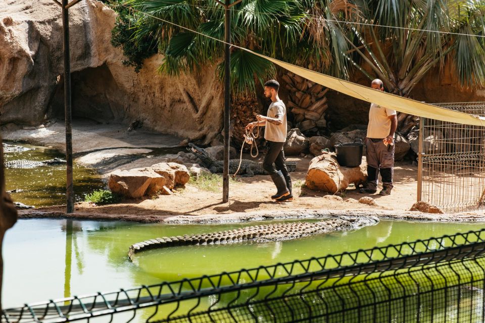 Agüimes: Cocodrilo Park Zoo Entry Ticket - Getting to Cocodrilo Park in Agüimes (and why transport planning matters)