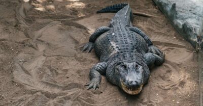 Agüimes: Cocodrilo Park Zoo Entry Ticket - Ticket price and what $11 really buys you