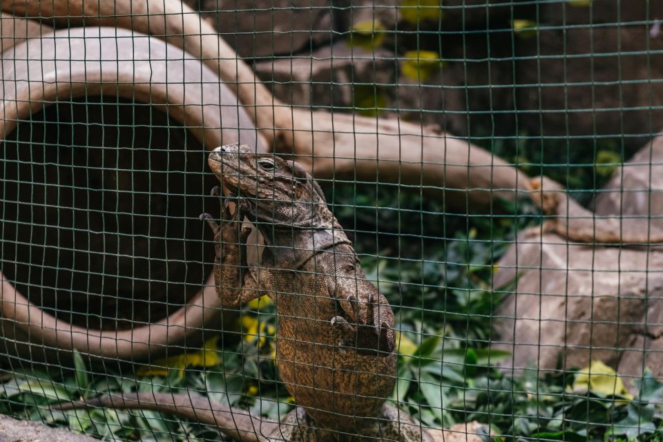 Agüimes: Cocodrilo Park Zoo Entry Ticket - What you’ll actually do once you’re inside