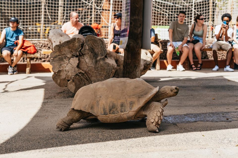 Agüimes: Cocodrilo Park Zoo Entry Ticket - Food and snacks: what to expect and how not to get stuck waiting