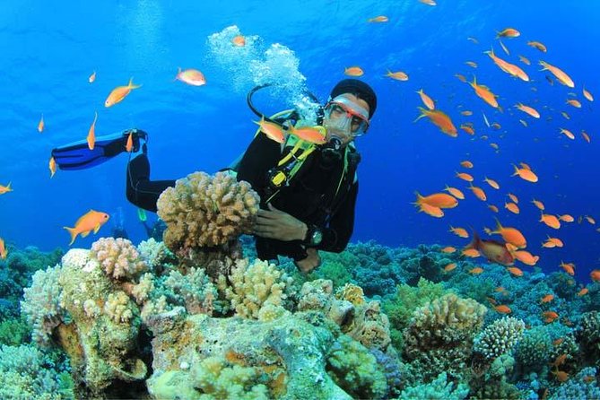Beginners Scuba Diving Experience in Gran Canaria - Key highlights worth knowing