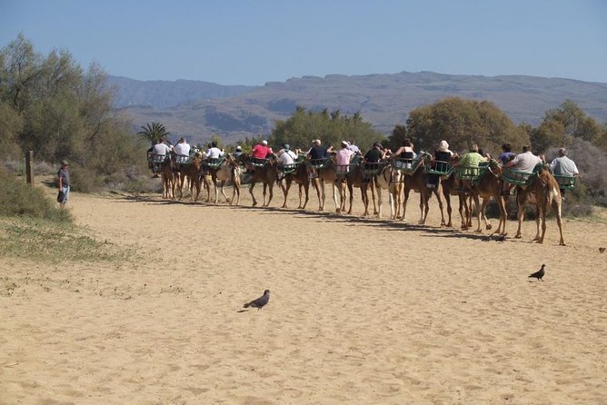 Camel Riding in Maspalomas Dunes - Camel Riding in Maspalomas Dunes: What 30 Minutes Really Feels Like
