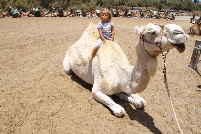 Camel Riding in Maspalomas Dunes - Small Details That Make a Difference in Comfort