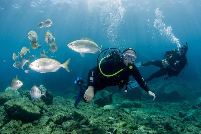 Discover Scuba Diving in Puerto de Mogan - Key things to know before you try scuba in Puerto de Mogán