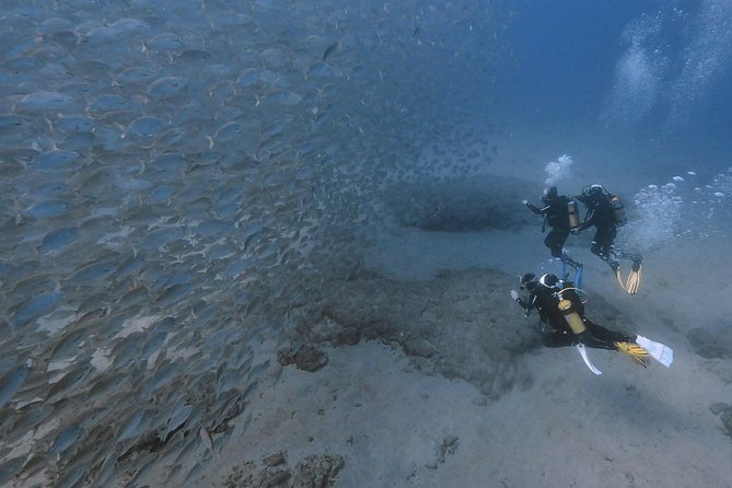 Discover Scuba Diving in Puerto de Mogan - Price and value: why $103 can make sense here