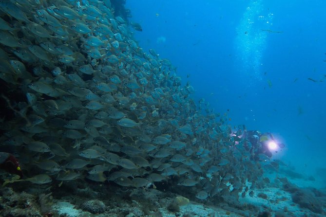 Discover Scuba Diving in Puerto de Mogan - Open-water experience: shallow preparation and guided exploration