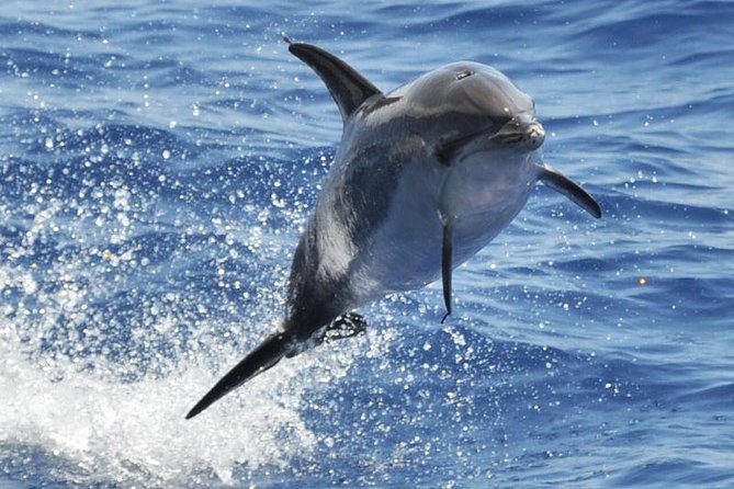 Dolphin and Whale Cruise in Puerto Rico, Gran Canaria - Key highlights worth knowing