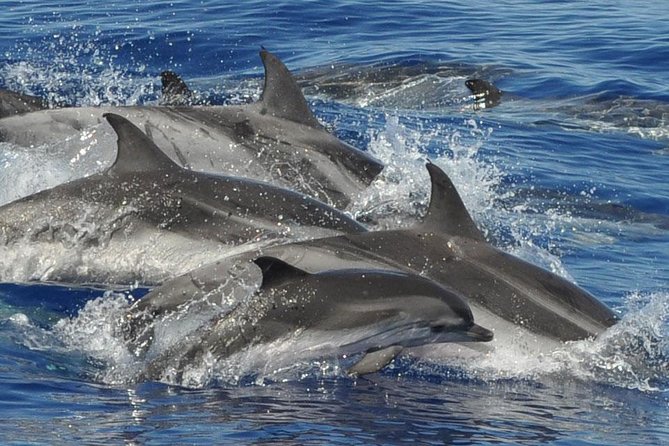 Dolphin and Whale Cruise in Puerto Rico, Gran Canaria - Dolphin and Whale Cruise in Gran Canaria: the real-world experience