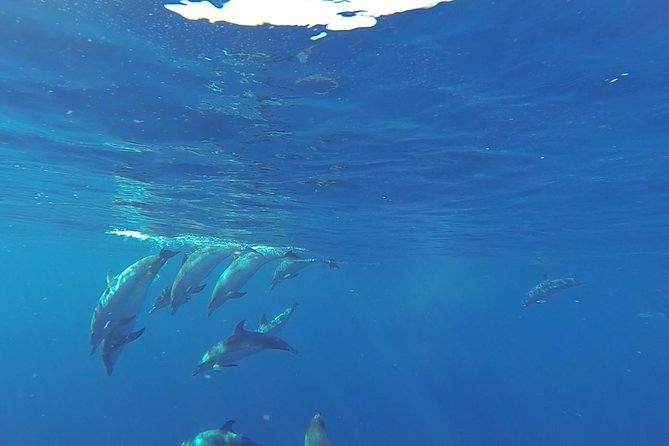 Dolphin and Whale Cruise in Puerto Rico, Gran Canaria - Timing and logistics: Puerto Rico departures and pickup areas