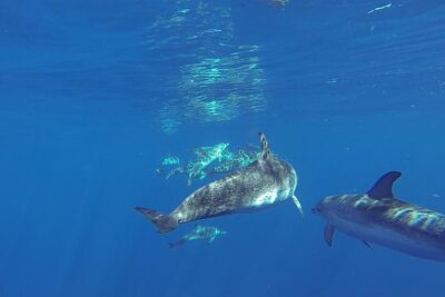 Dolphin and Whale Cruise in Puerto Rico, Gran Canaria - Spirit of the Sea setup: glass bottom views and onboard vibe