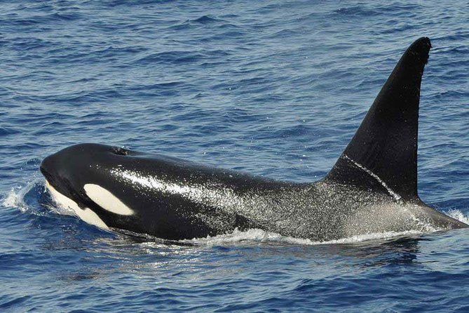 Dolphin and Whale Cruise in Puerto Rico, Gran Canaria - Swim stop and snorkeling time: what’s realistic