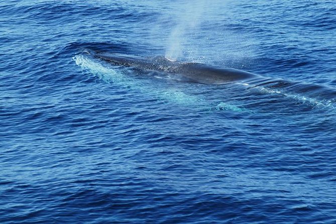 Dolphin and Whale Cruise in Puerto Rico, Gran Canaria - Comfort notes: choppy seas, cold wind, and motion sickness