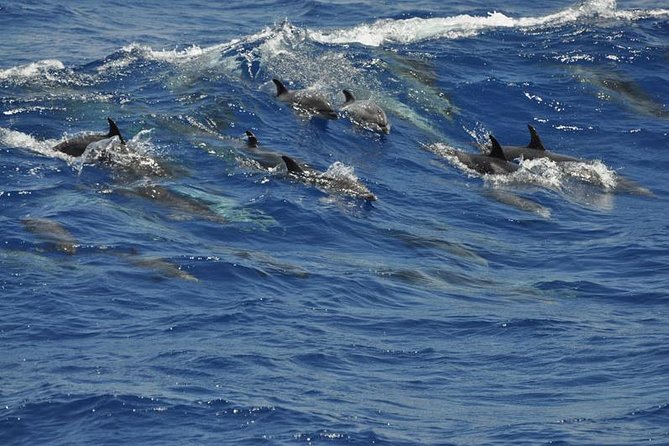 Dolphin and Whale Cruise in Puerto Rico, Gran Canaria - Value check: is $50.46 worth it?