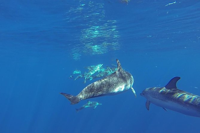 Dolphin and Whale Cruise in Puerto Rico, Gran Canaria - Spirit of the Sea setup: glass bottom views and onboard vibe