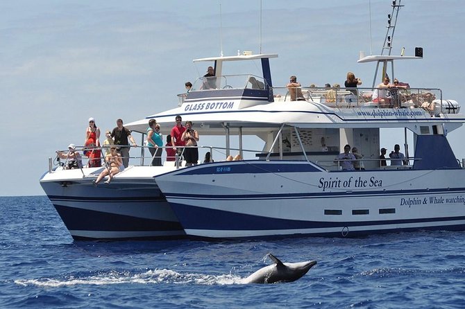 Dolphin and Whales watching cruise from Puerto Rico de Gran Canaria - Key Points You Should Know Before You Go