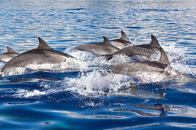 Dolphin and Whales watching cruise from Puerto Rico de Gran Canaria - Spirit of the Sea in Puerto Rico: the simple reason this cruise works