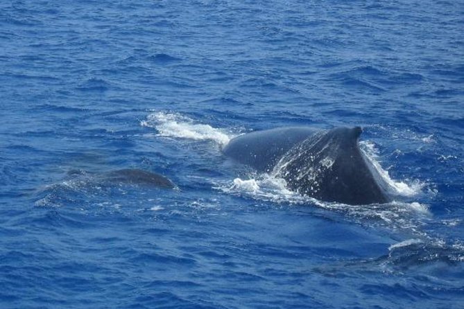 Dolphin and Whales watching cruise from Puerto Rico de Gran Canaria - The wildlife part: how cetaceans sightings really work here