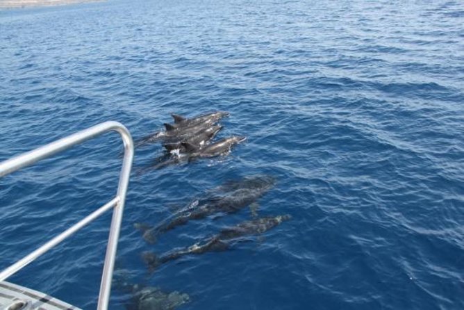 Dolphin and Whales watching cruise from Puerto Rico de Gran Canaria - What the free return cruise means for your planning