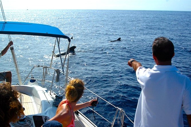 Dolphin and Whales watching cruise from Puerto Rico de Gran Canaria - The swim-stop upgrade: when it’s worth adding
