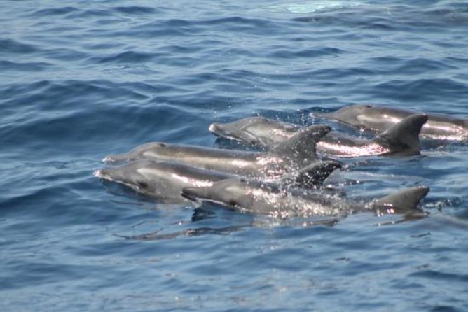 Dolphin and Whales watching cruise from Puerto Rico de Gran Canaria - Price and value: is about $50.46 a fair deal?