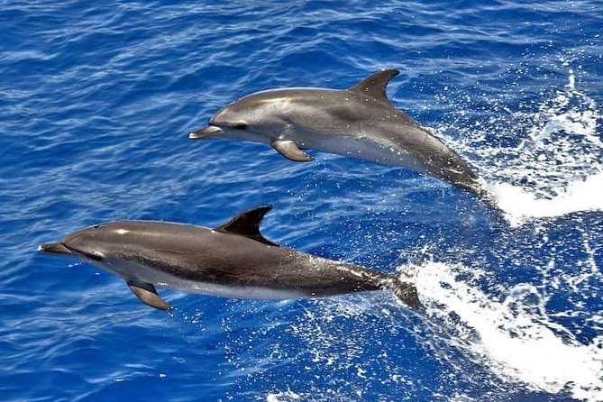 Dolphin Searching Tour in Puerto de Mogán ("KEEPER UNO" Boat) - Key highlights to know before you go