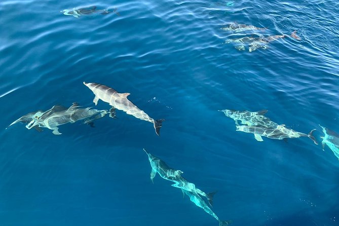 Dolphin Searching Tour in Puerto de Mogán ("KEEPER UNO" Boat) - Keeper Uno and the Puerto de Mogán start: small-boat comfort on Gran Canaria