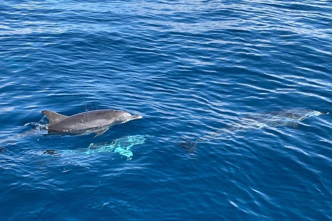 Dolphin Searching Tour in Puerto de Mogán ("KEEPER UNO" Boat) - Comfort tips for sea days: seasickness, timing, and staying sharp