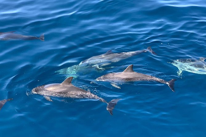 Dolphin Searching Tour in Puerto de Mogán ("KEEPER UNO" Boat) - Pricing and value: is $102.80 worth it?