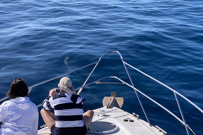 Dolphin Searching Tour in Puerto de Mogán ("KEEPER UNO" Boat) - Who should book this Keeper Uno dolphin searching tour?