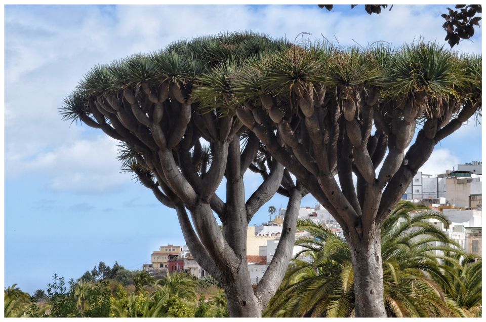 From Las Palmas: Full-Day Tour of the North - Key highlights worth knowing
