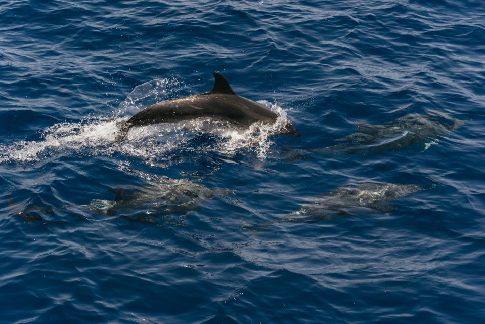 From Puerto Rico de Gran Canaria: Dolphin Watching Cruise - Key highlights