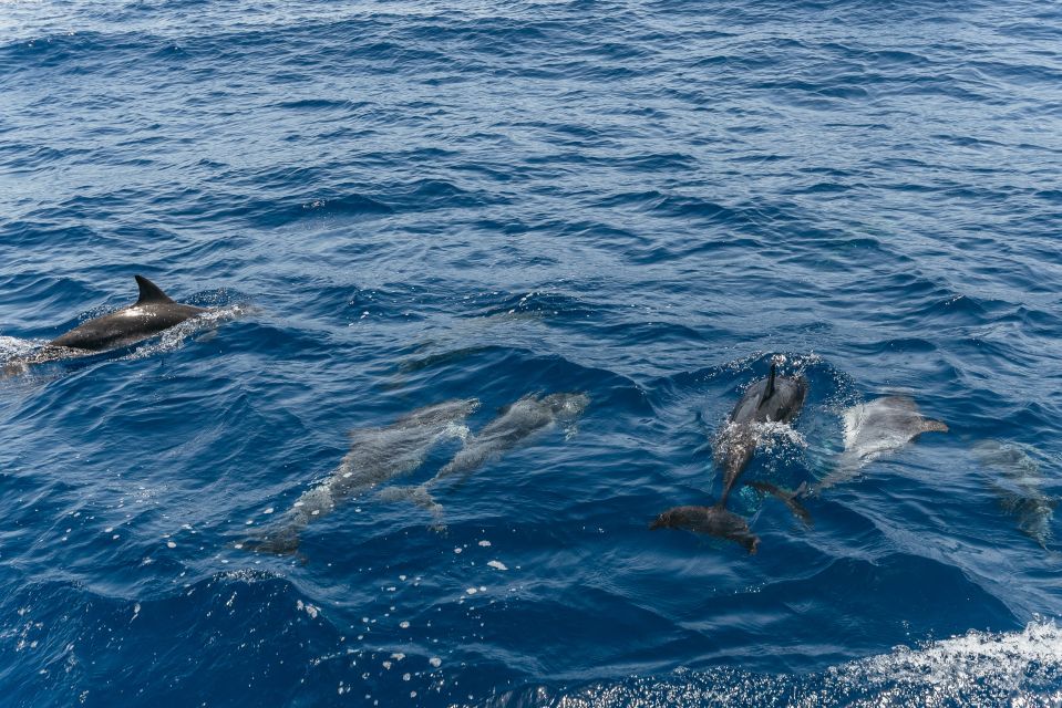 From Puerto Rico de Gran Canaria: Dolphin Watching Cruise - Price and value: is $47 a fair deal?