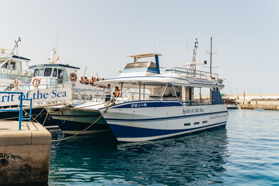 From Puerto Rico de Gran Canaria: Dolphin Watching Cruise - Onboard experience: glass-bottom views and a crew that runs the show