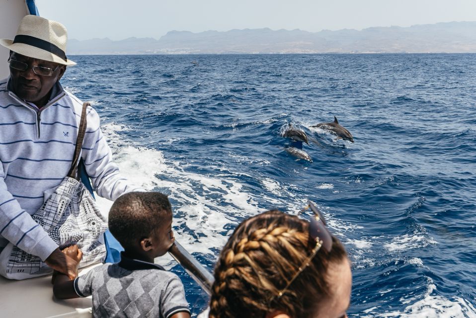From Puerto Rico de Gran Canaria: Dolphin Watching Cruise - How the cetacean search actually works off Gran Canaria