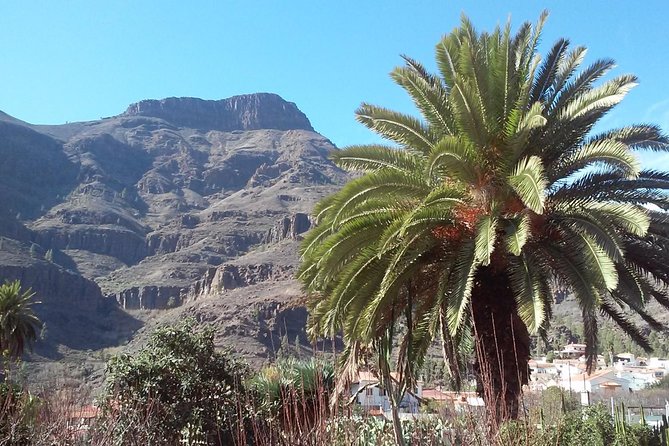 Full Day Across the Island Tour from Las Palmas - Comfort and small-group setup on the ride from Las Palmas