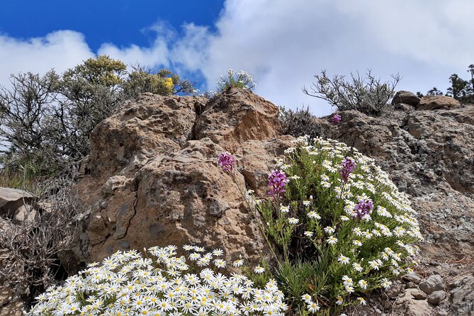 Full day Hiking Gran Canaria Peaks of Gran Canaria - How hard is it really? (And who should book)