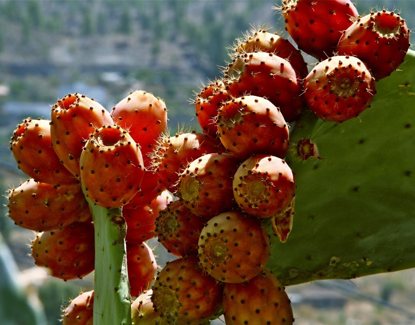 Gran Canaria: 6-Hour Teror and San Mateo Markets Tour - Key Highlights You’ll Notice Fast