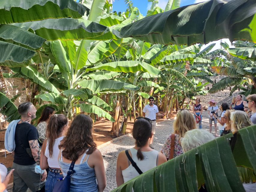 Gran Canaria: Banana World Guided Tour & Tasting - Meet the plants: thirteen banana varieties and real farm views