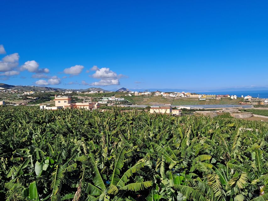 Gran Canaria: Banana World Guided Tour & Tasting - Time and money: is $17 for Banana World a good deal?