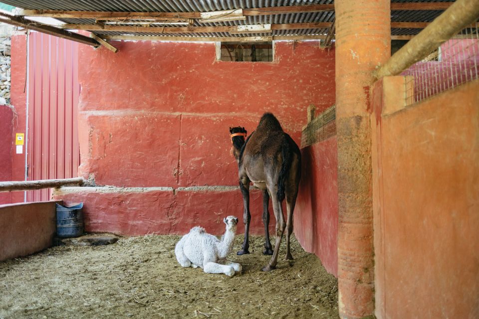 Gran Canaria: Camel Ride Safari w/ Optional Food & Transport - Oasis of the 1,000 Palms: a 300-year-old ride through a canyon garden