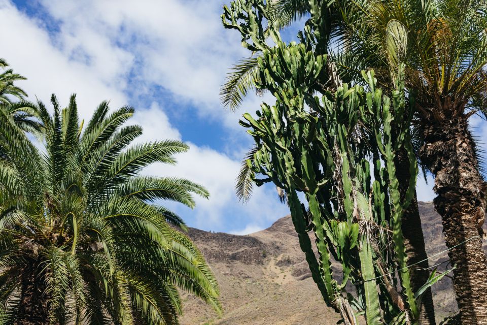 Gran Canaria: Camel Ride Safari w/ Optional Food & Transport - What to wear and what to expect from the weather