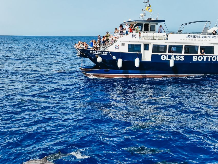 Gran Canaria: Catamaran Dolphin Watch Cruise with Snorkeling - Key Things I’d Plan Around